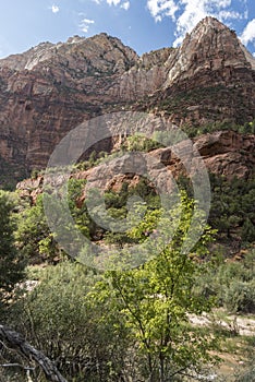 Rock Structure and trees Zion National Park